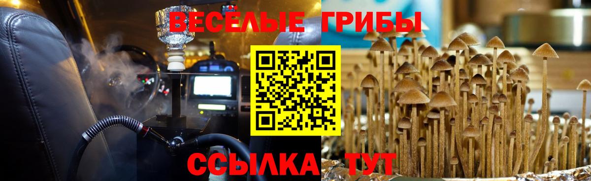 Псилоцибиновые грибы MAGIC MUSHROOMS  Вход с VPN  Псилоцибиновые грибы MAGIC MUSHROOMS  купить   Тимашёвск 